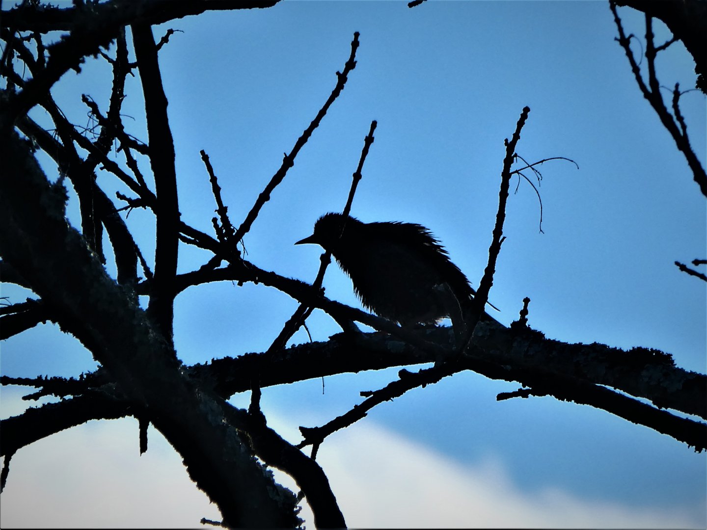 Red-winged Blackbird