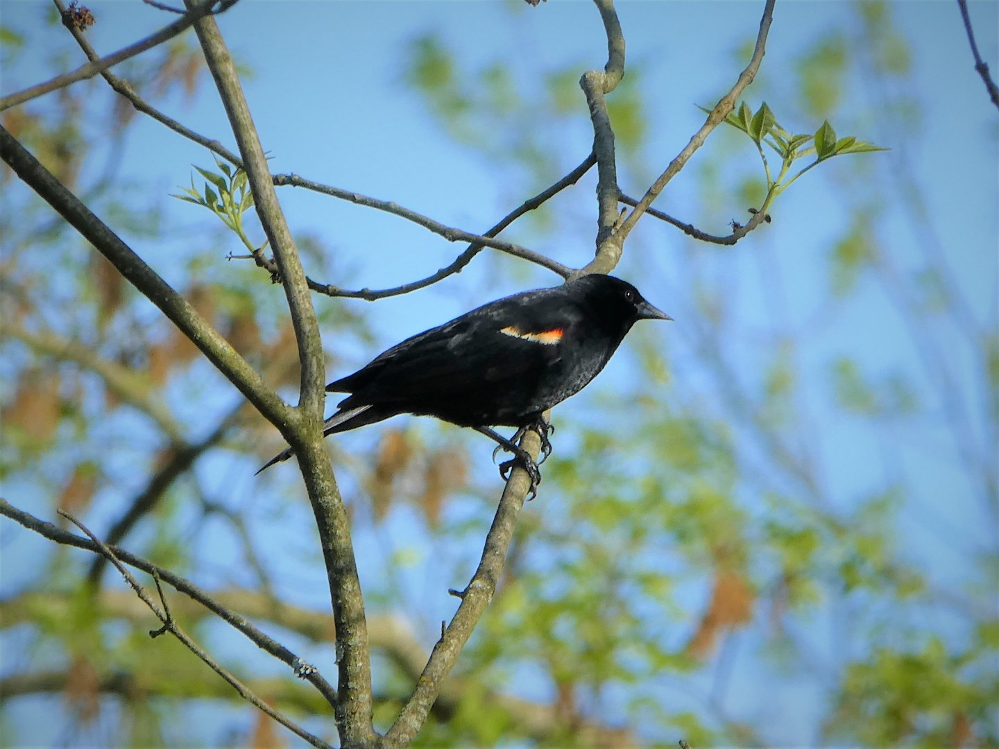 Red-winged Blackbird