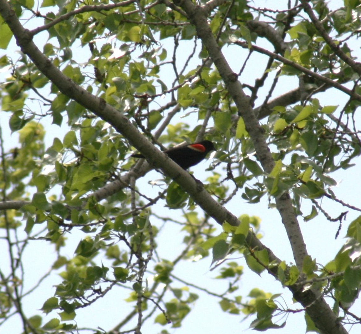 Red Winged Blackbird
