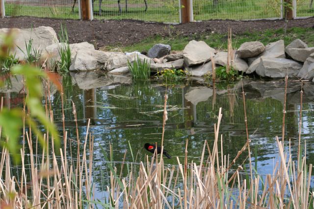 Red-Winged Blackbird