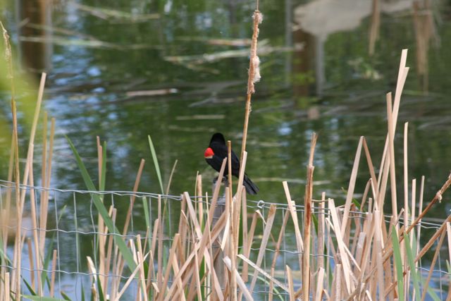 Red-Winged Blackbird