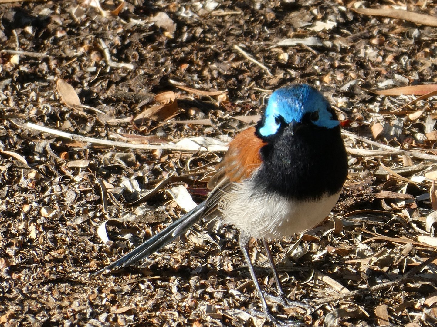 Red-winged Fairywren (Malurus elegans)