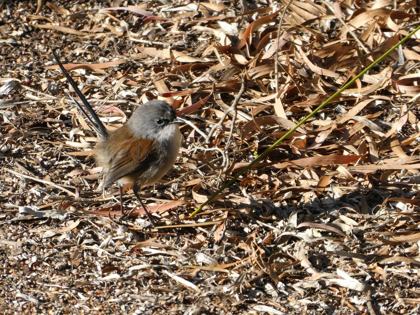 Red-winged Fairywren (Malurus elegans)