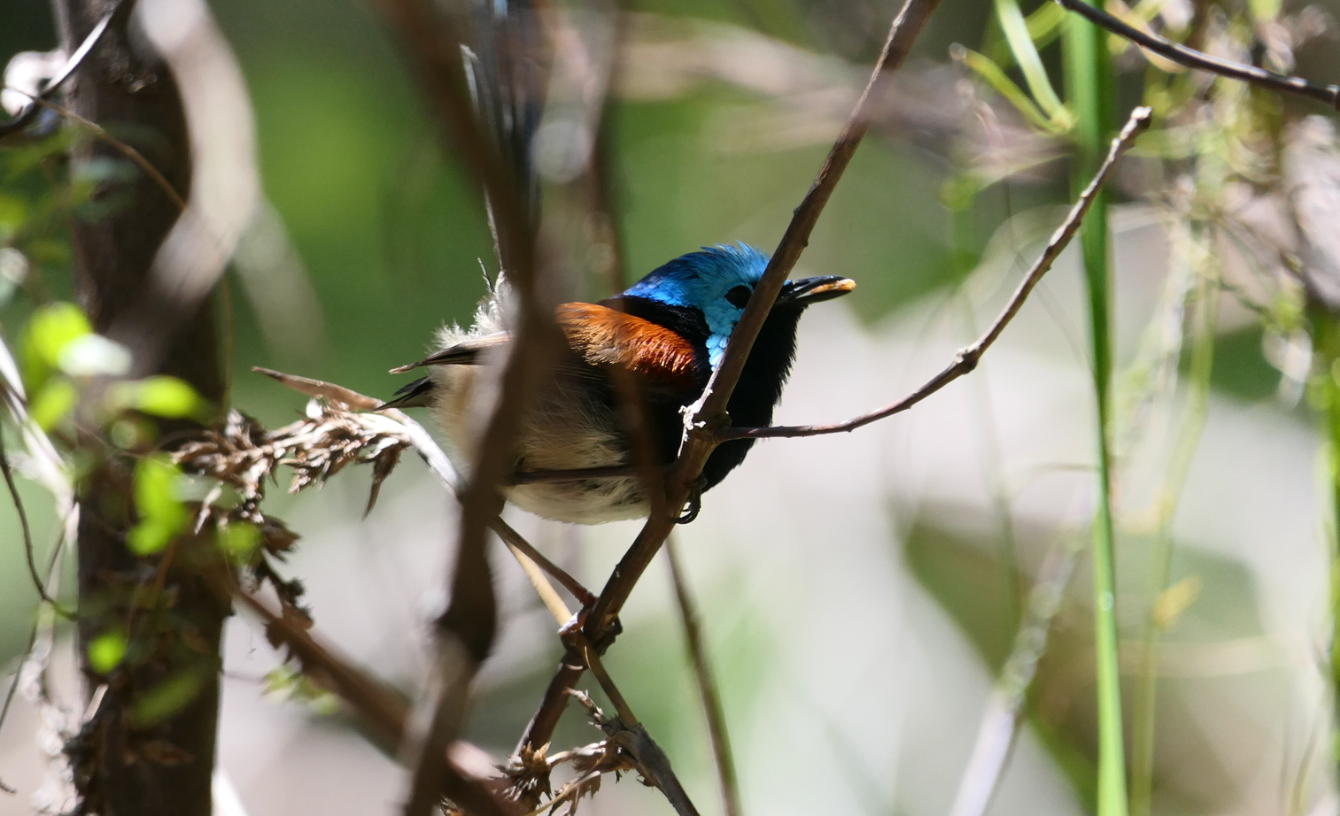Red-winged Fairywren