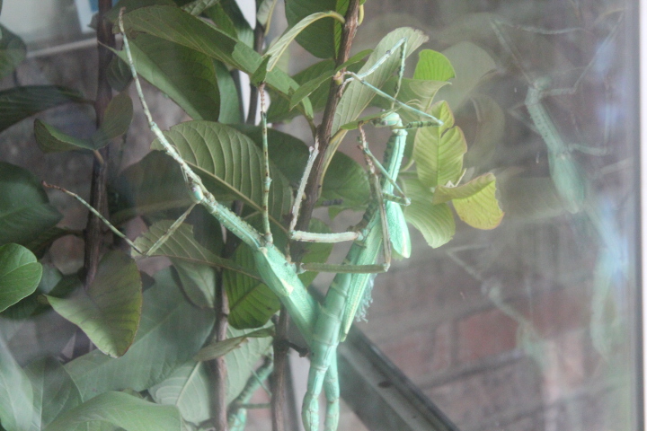 Red-winged green giant stick insect (Eurycnema versirubra)