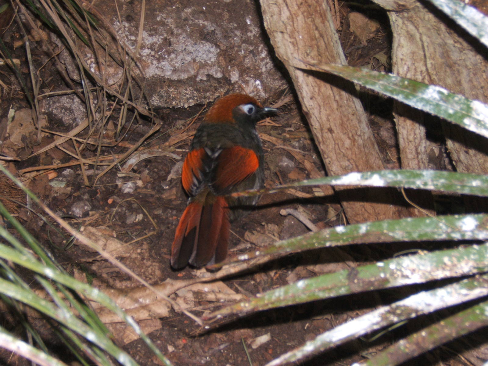 Red-winged Laughing Thrush