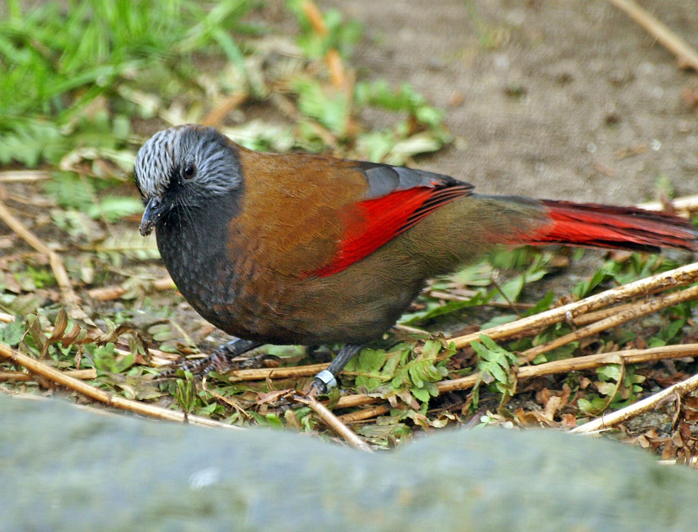 Red-winged laughing thrush