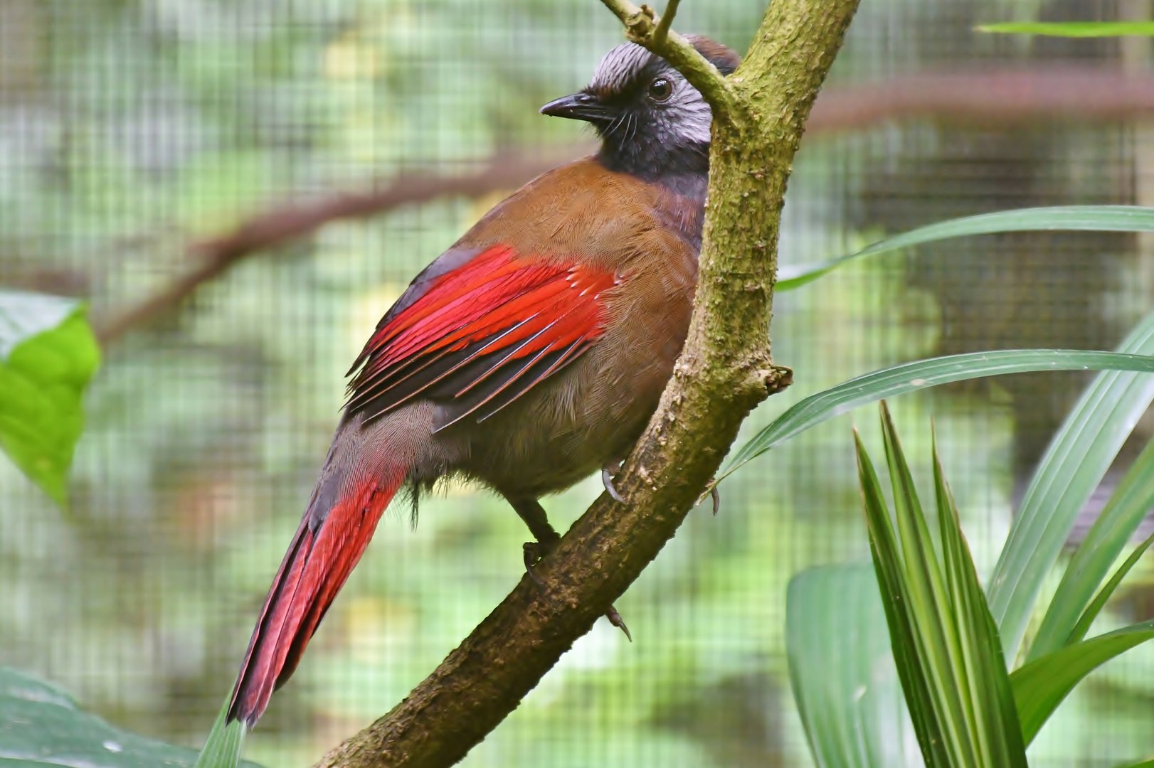 Red-winged Laughingthrush (Trochalopteron formosum)
