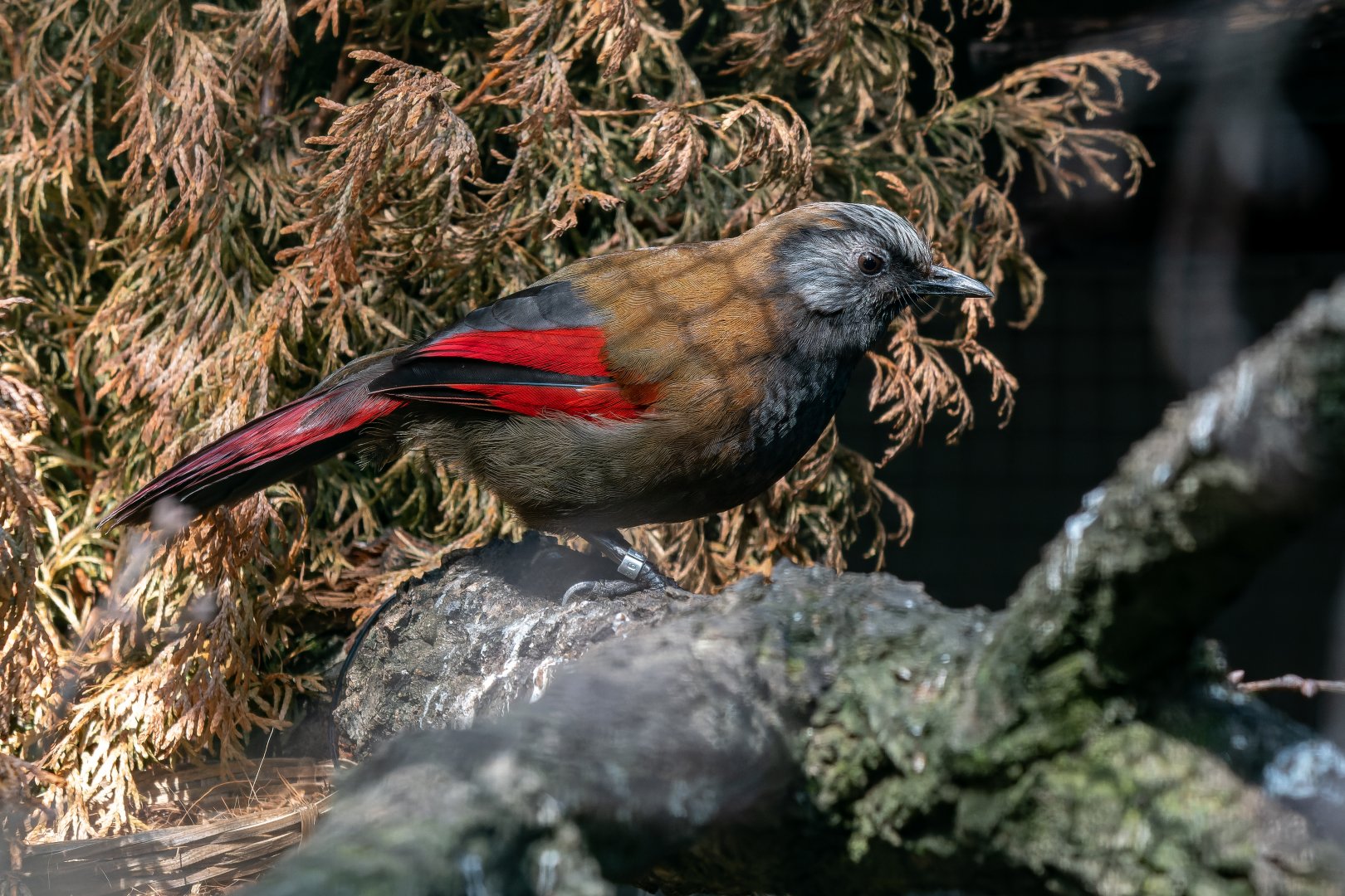 Red-winged laughingthrush (Trochalopteron formosum)