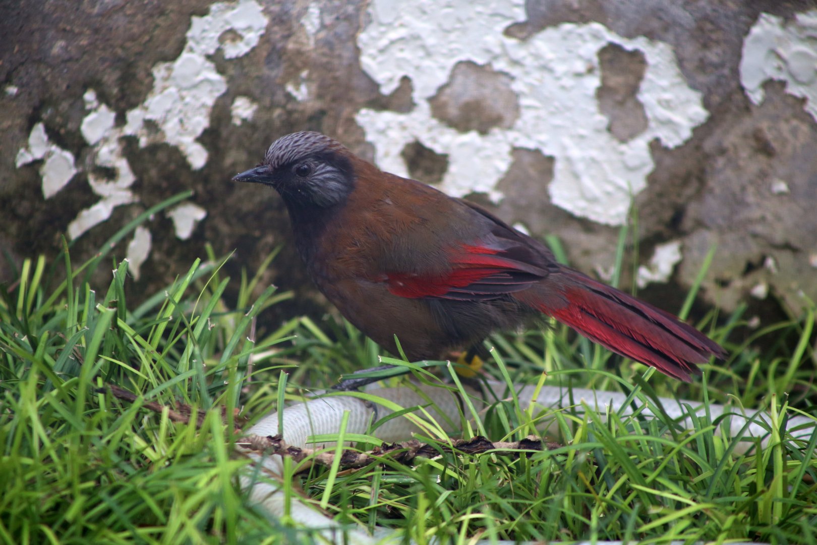 Red-winged Laughingthrush (Trochalopteron formosum)