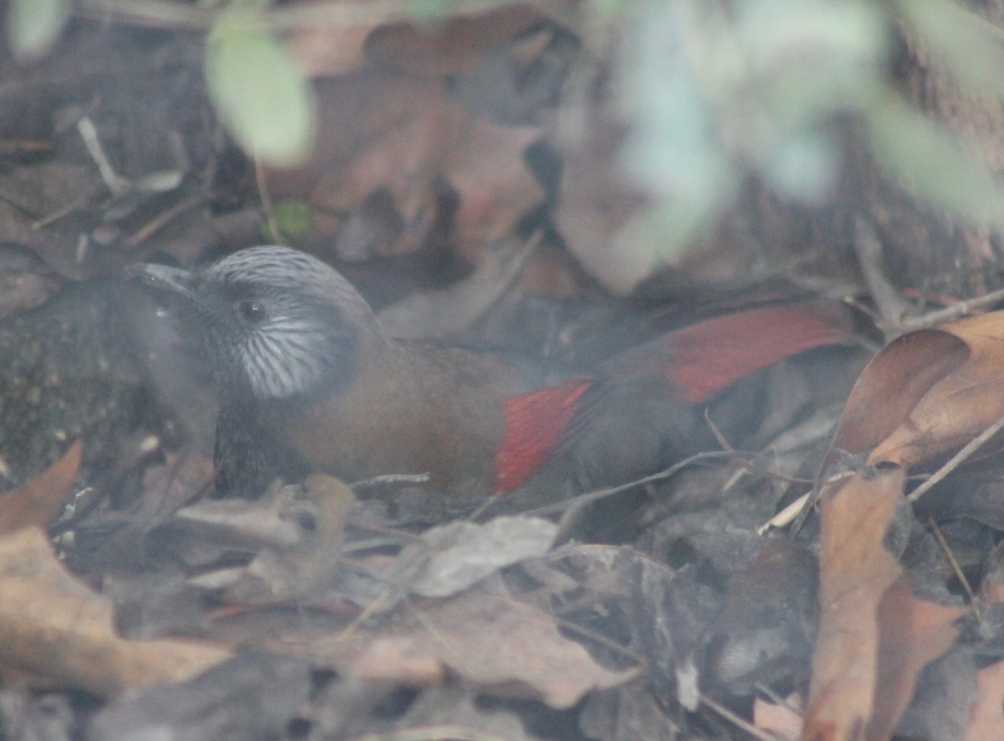 Red-winged laughingthrush