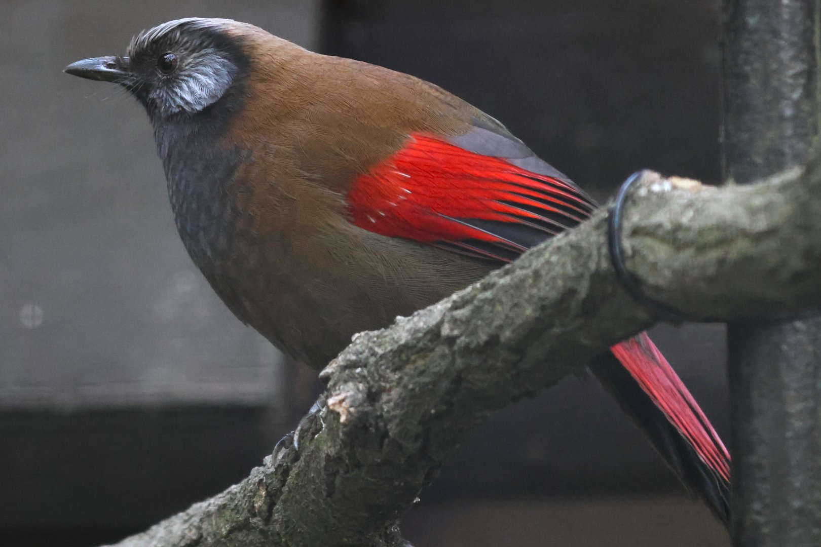Red-winged laughingthrush