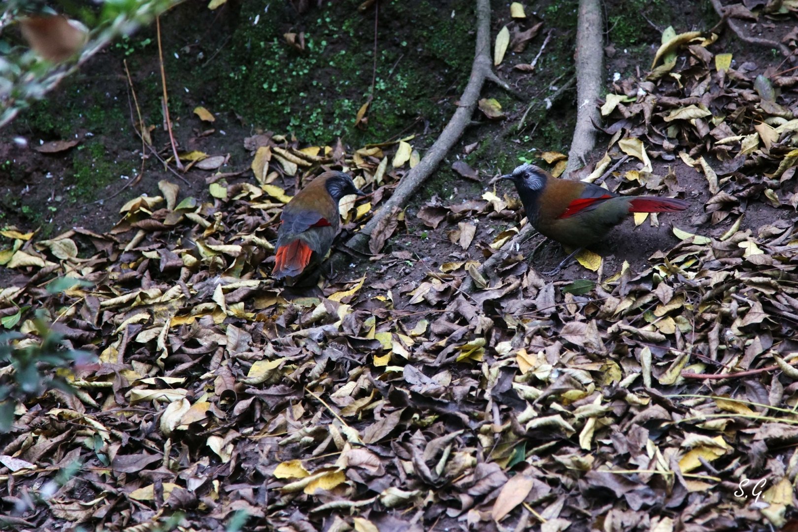 Red-winged laughingthrushs
