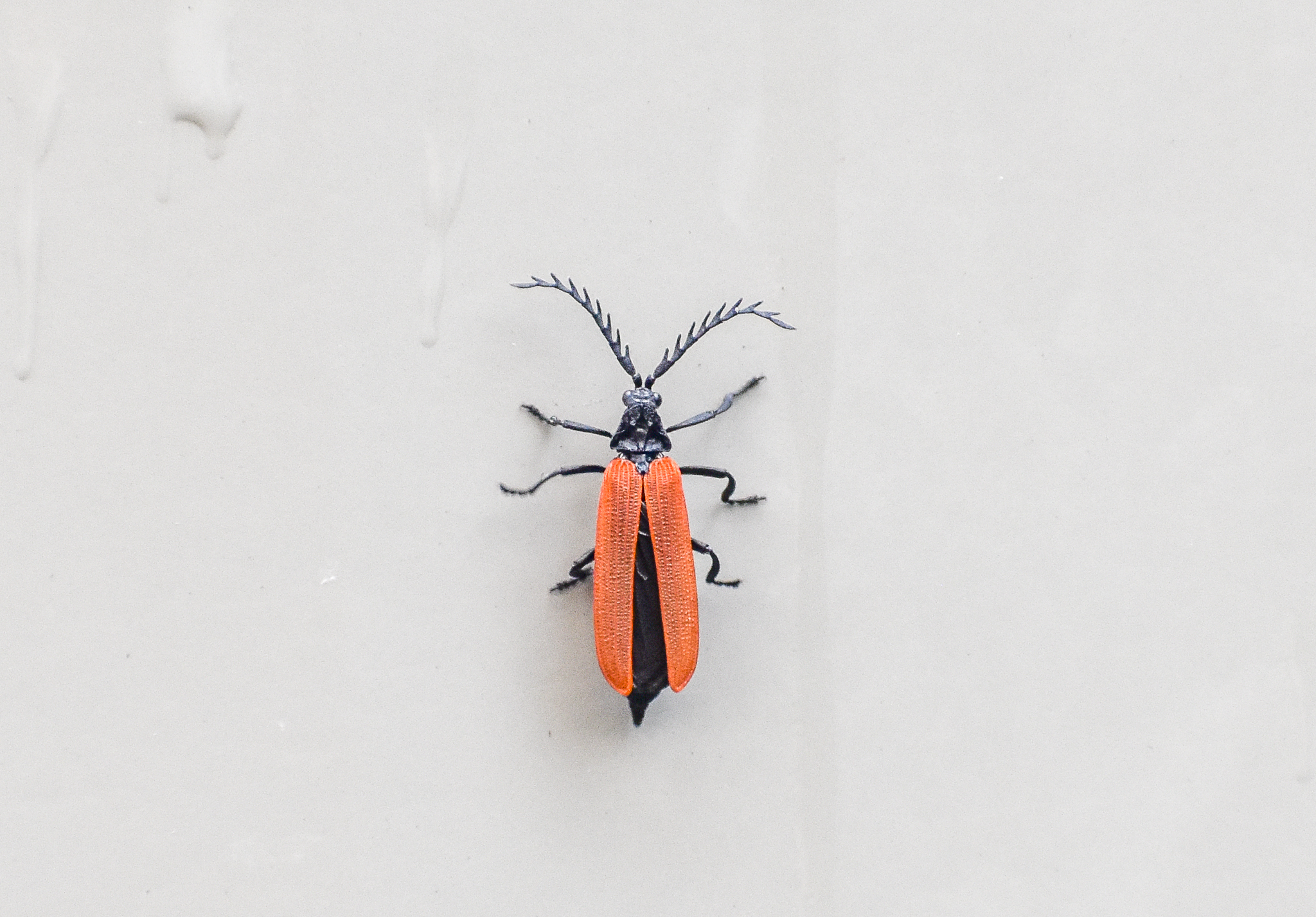 Red-winged Lycid beetle (Porrostoma rufipennis)