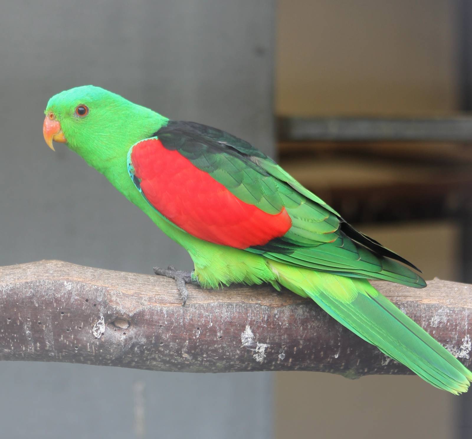 Red-winged parakeet