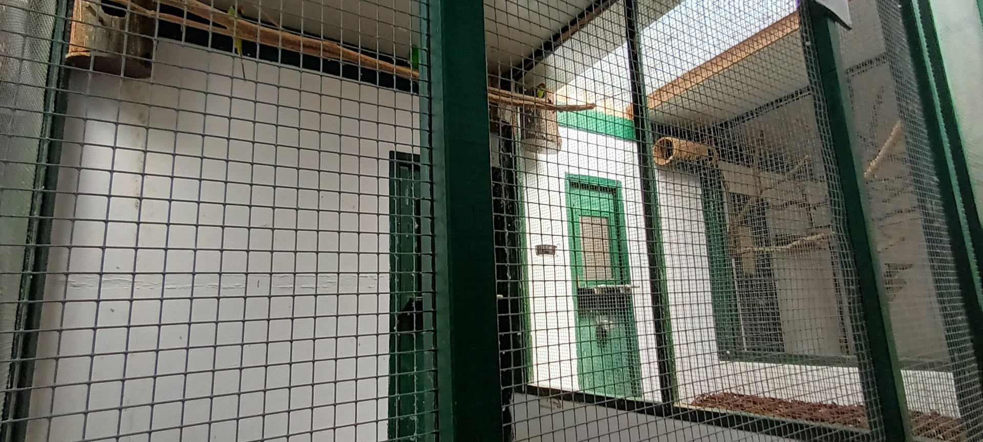Red winged Parrot and Plume headed Parakeet Aviary