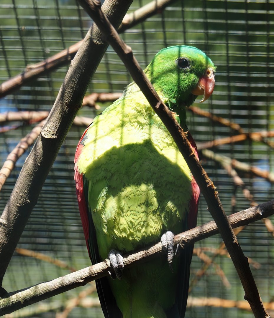 Red-winged parrot (Aprosmictus erythropterus), 2024-05-23