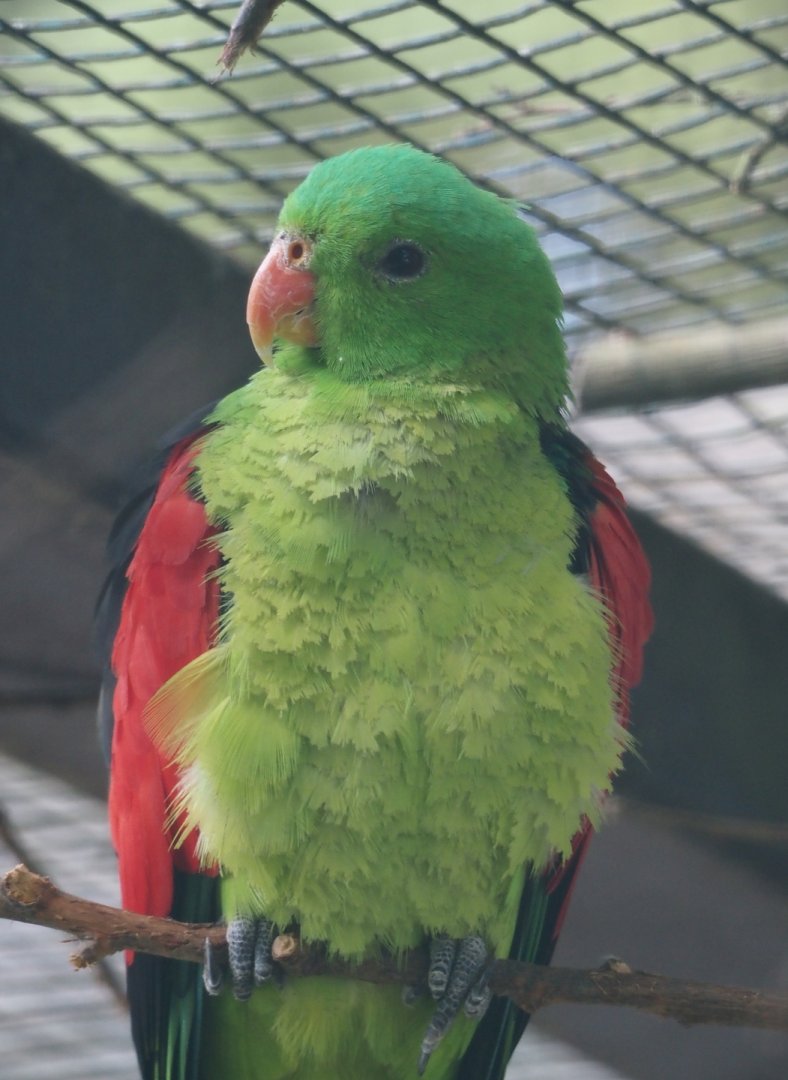 Red-winged parrot (Aprosmictus erythropterus), 2024-05-24