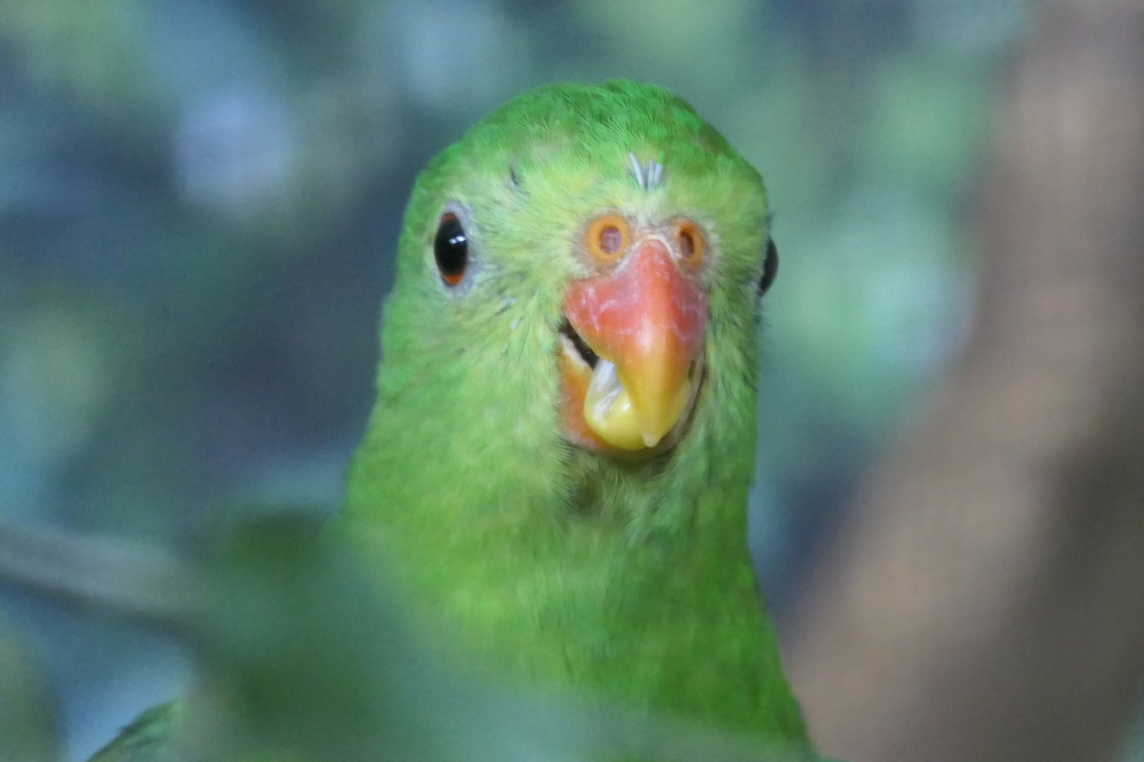 Red-winged Parrot (Aprosmictus erythropterus) - Cairns Koalas and Creatures