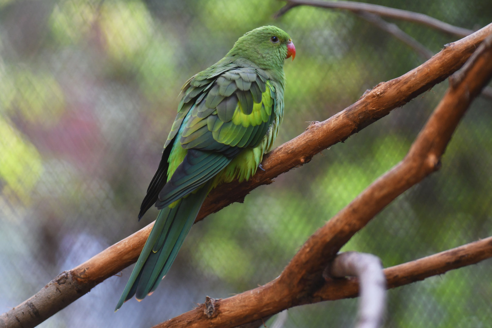 Red-winged Parrot Aprosmictus erythropterus