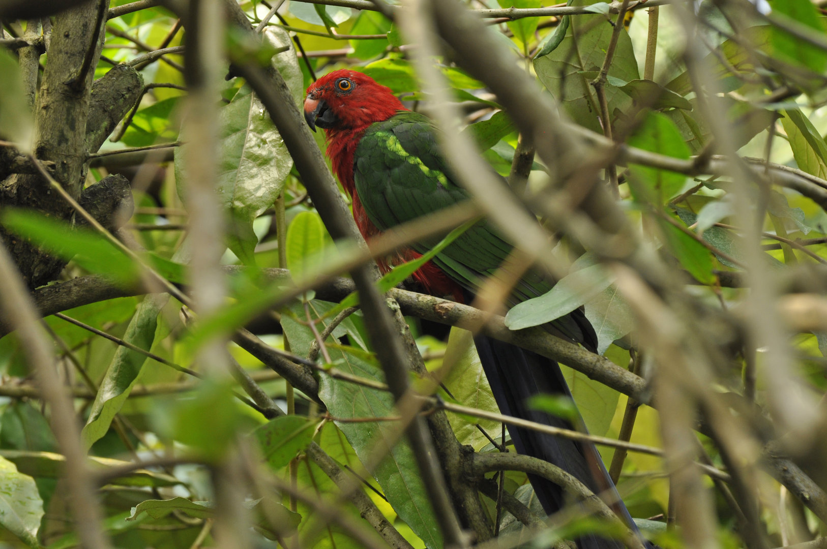 Red-winged Parrot Aprosmictus erythropterus