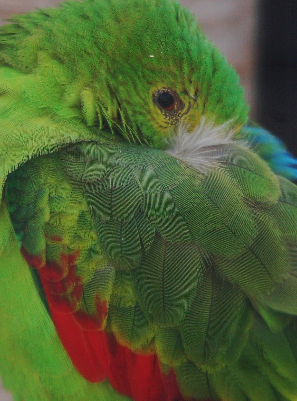 Red-winged Parrot - Aprosmictus erythropterus