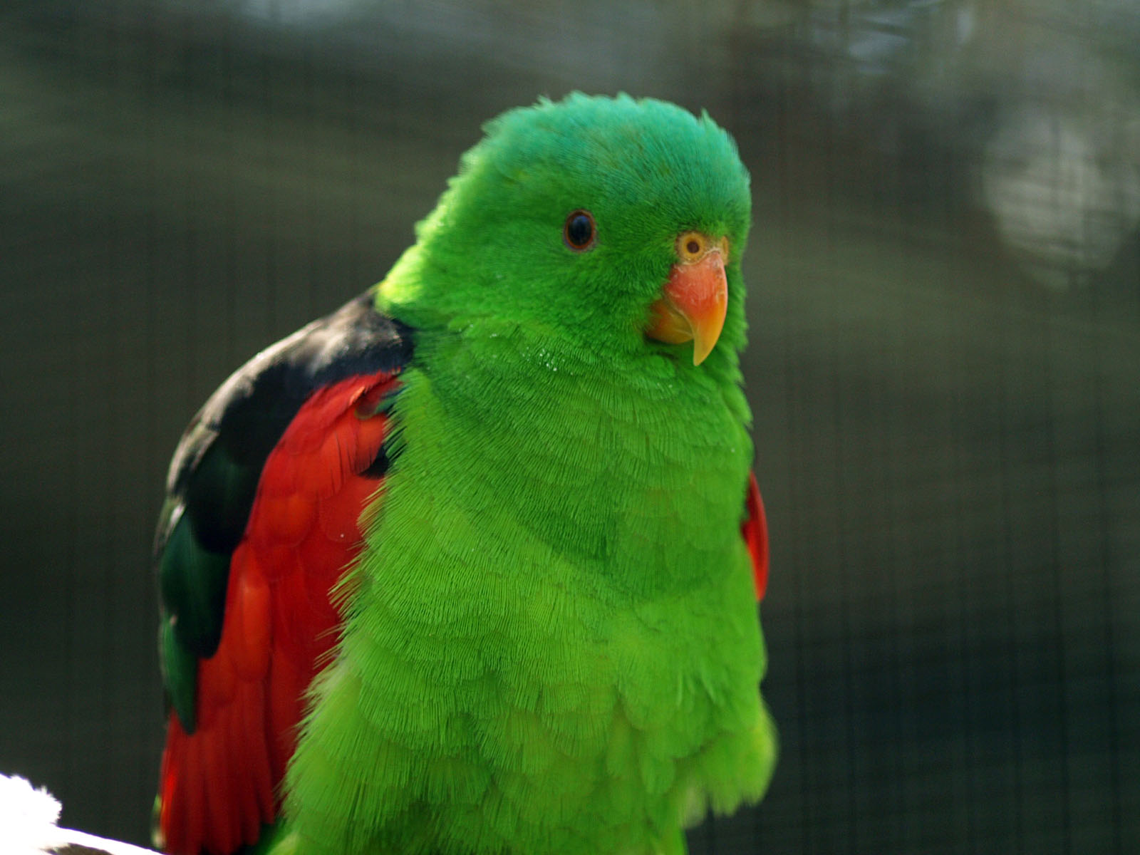 Red-winged parrot (Aprosmictus) male