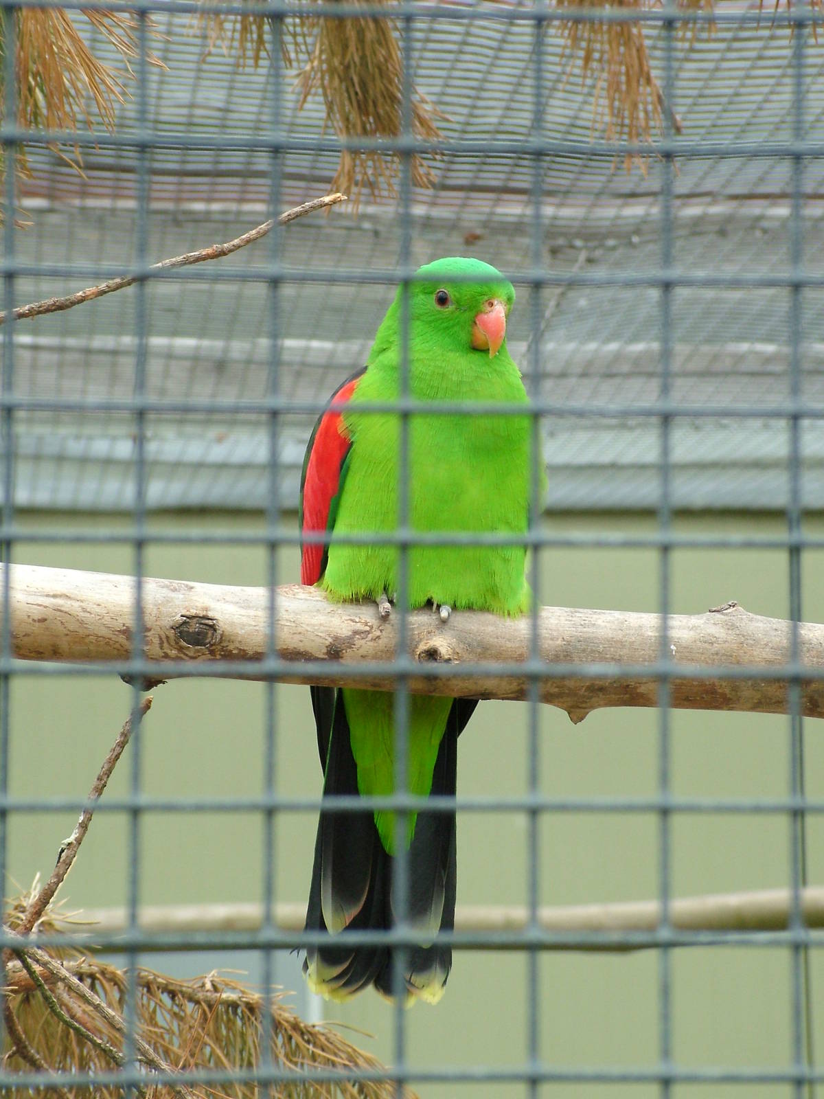 Red-winged Parrot at Plantaria 14/05/09