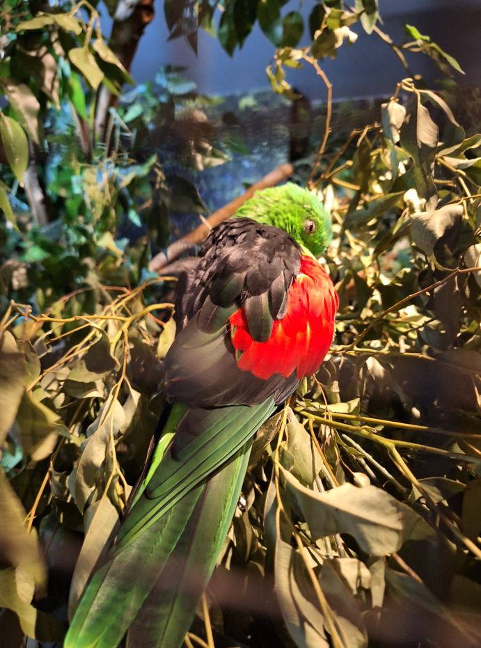 Red-winged Parrot - Cairns Koalas and Creatures