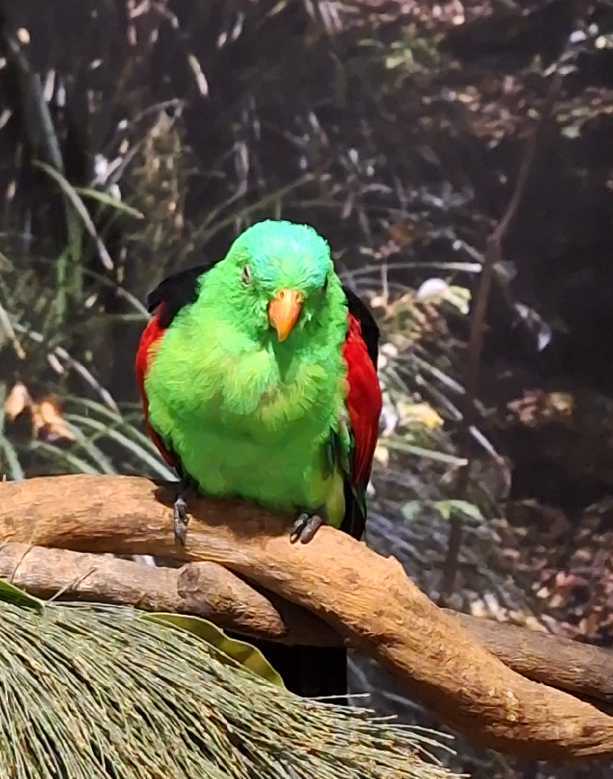 Red-winged Parrot - Cairns Koalas and Creatures