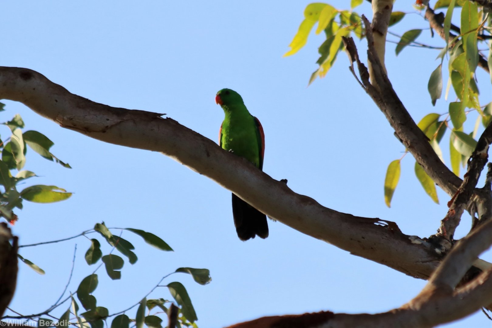Red-winged Parrot - Litchfield National Park