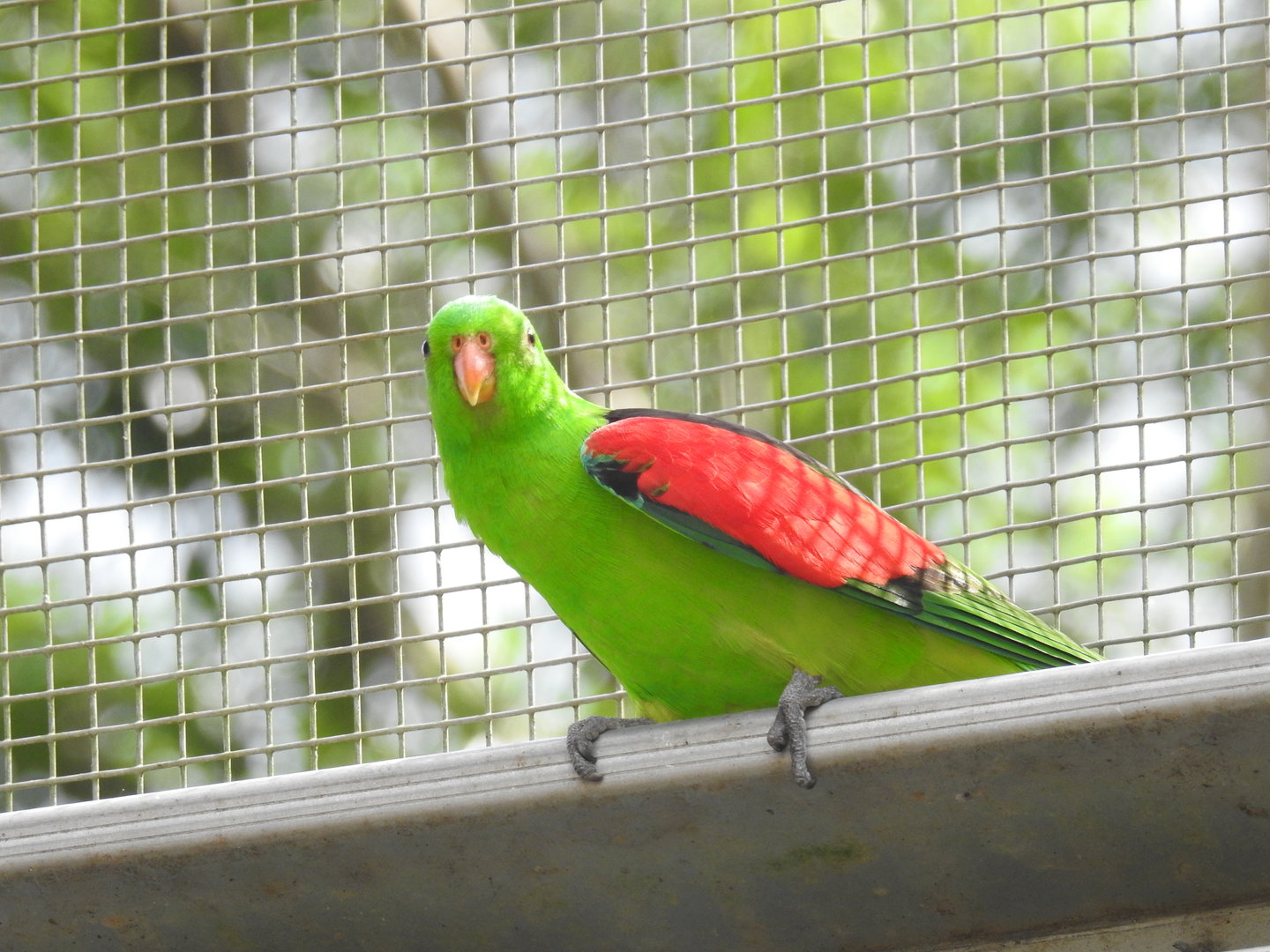 Red-Winged Parrot (male)