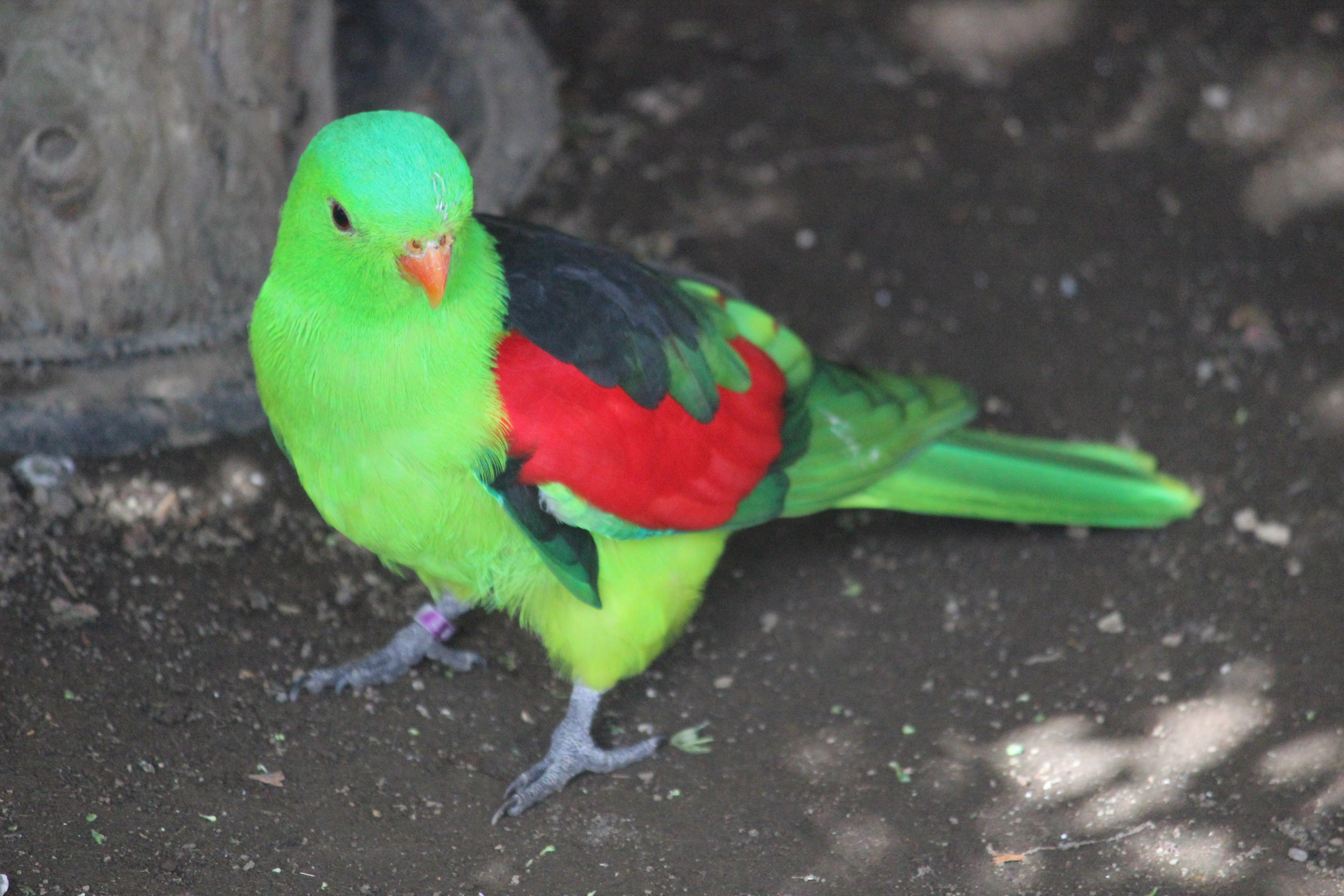 Red-winged Parrot male