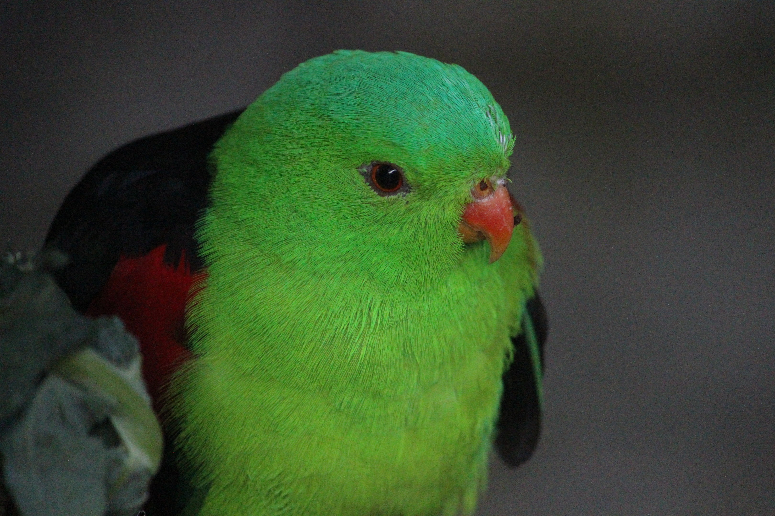Red-winged Parrot male