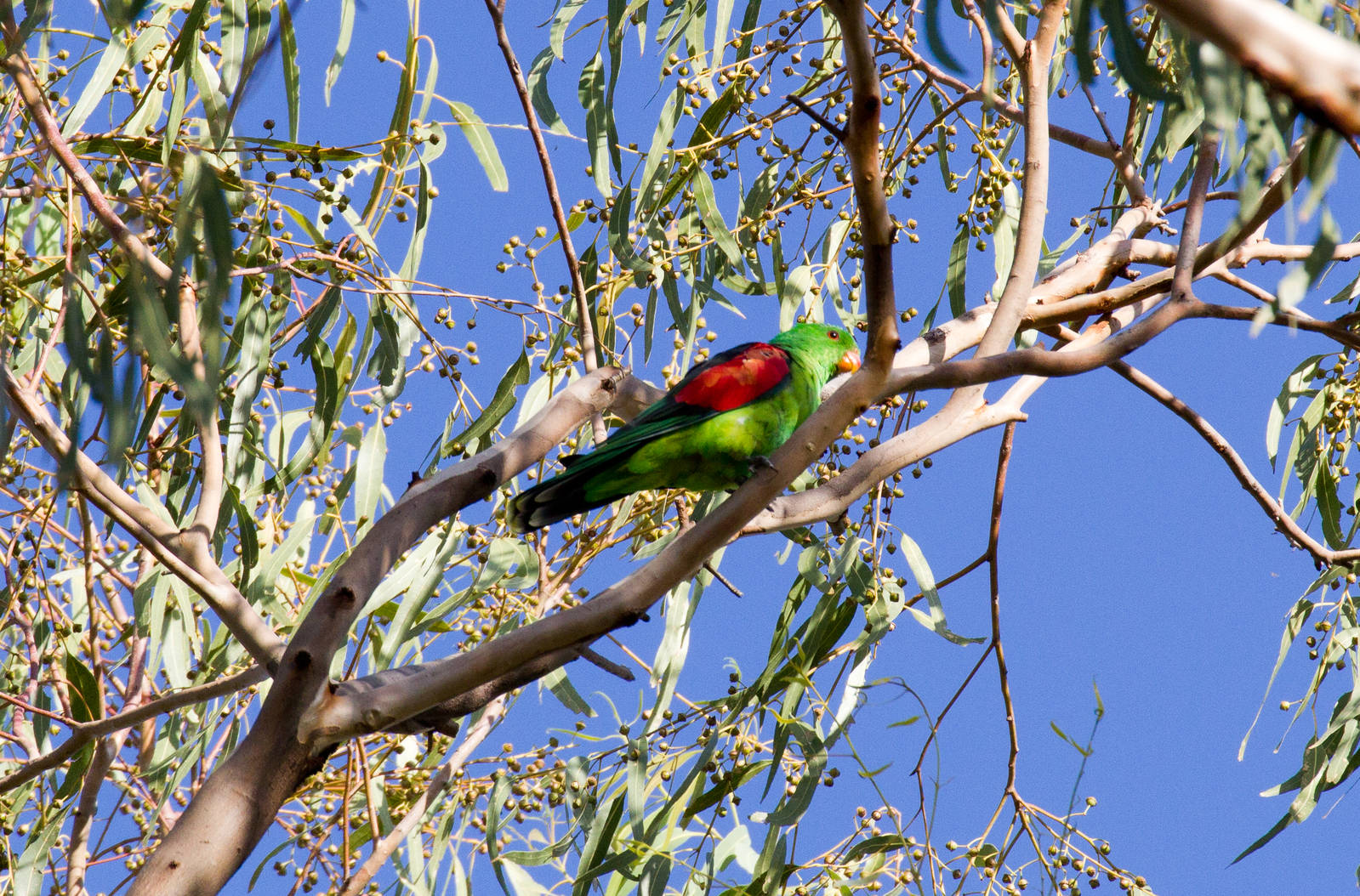 Red-winged Parrot