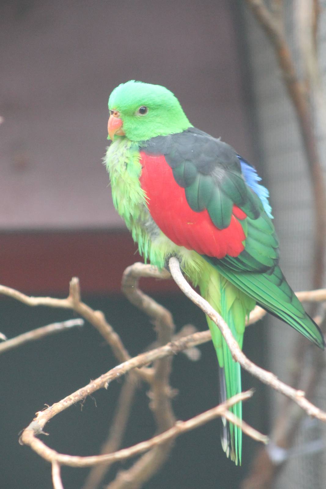 Red-winged parrot