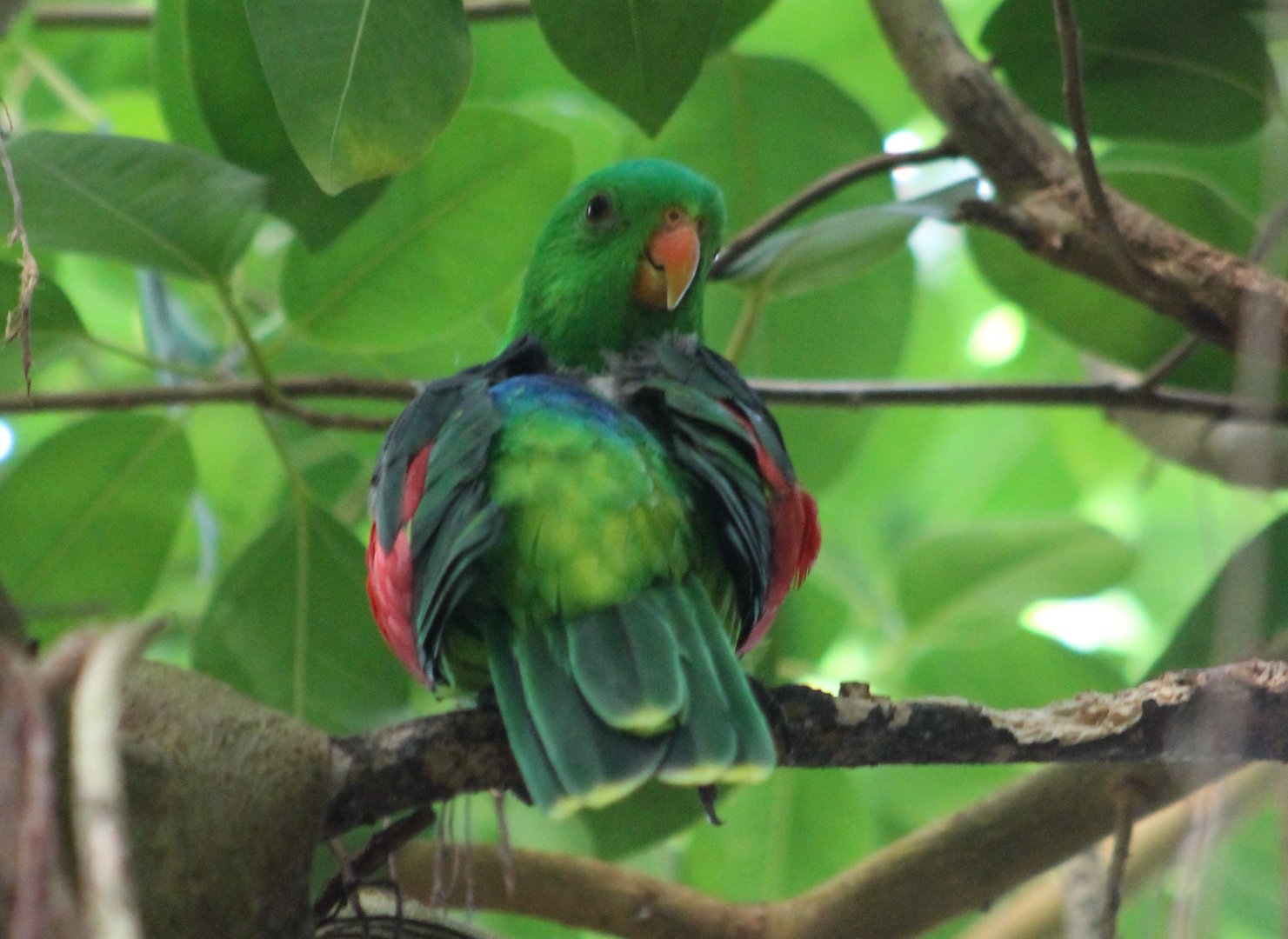 Red-winged parrot