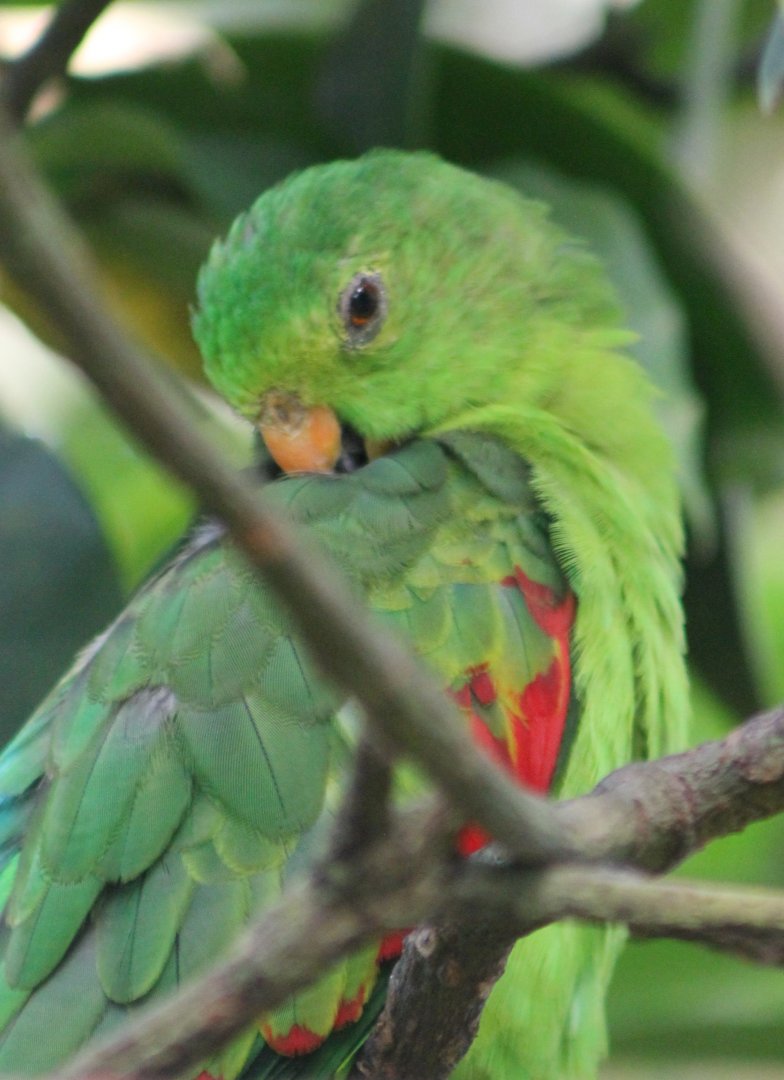 Red-winged parrot