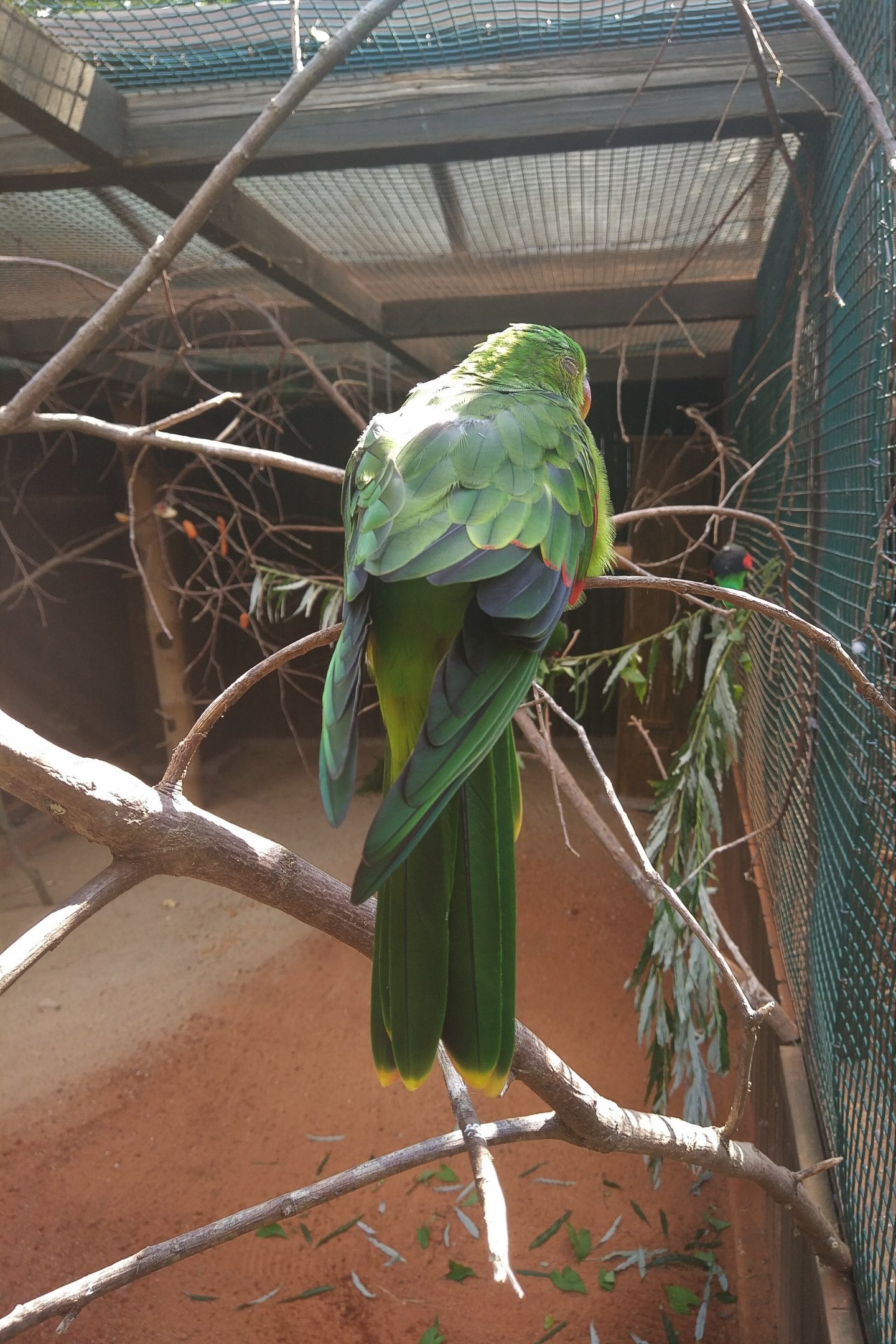 Red-winged Parrot