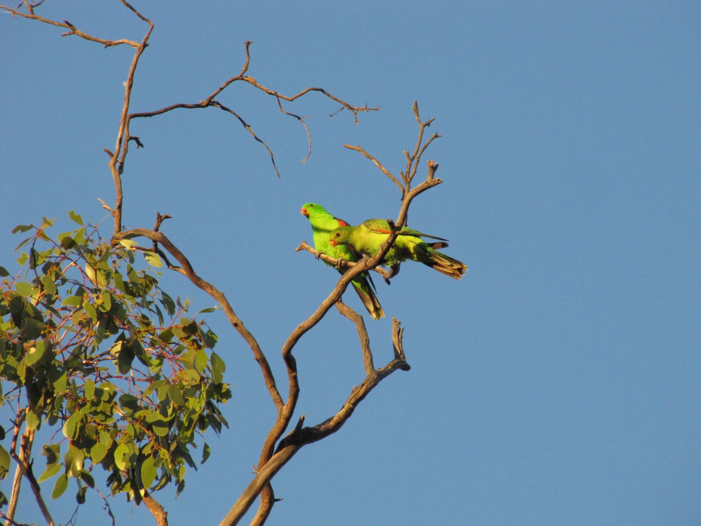 Red-winged Parrot