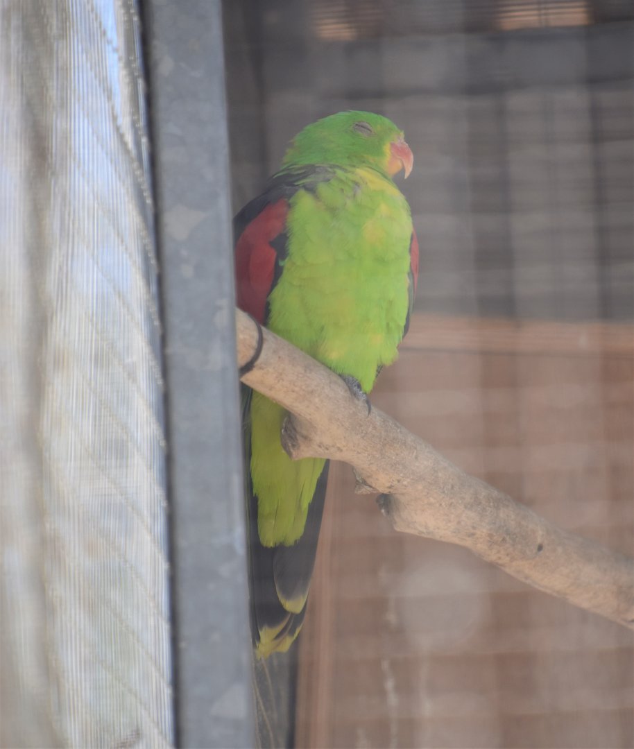 Red-winged parrot