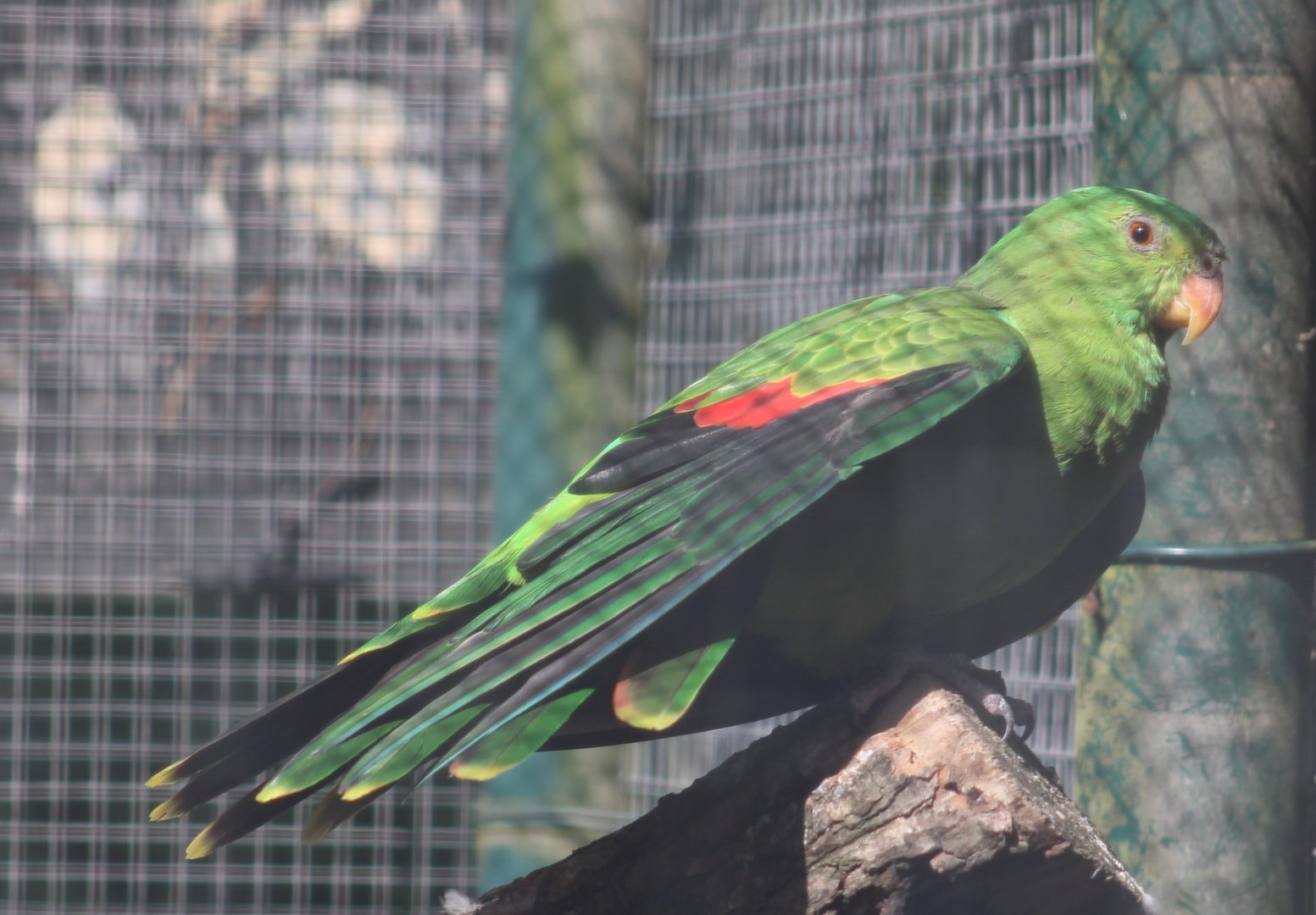 Red-winged parrot
