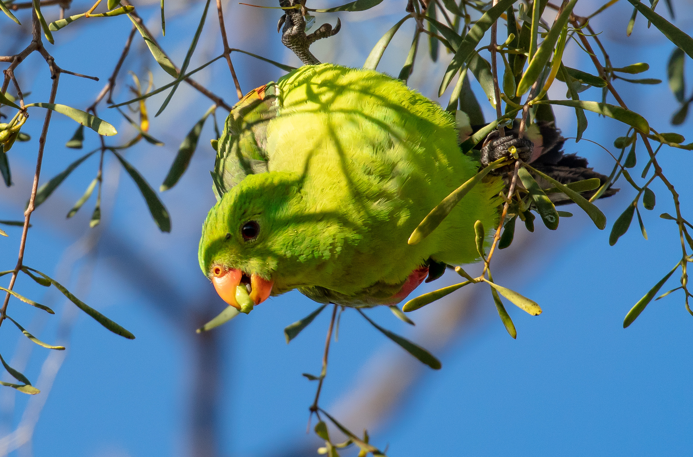 Red-winged Parrot