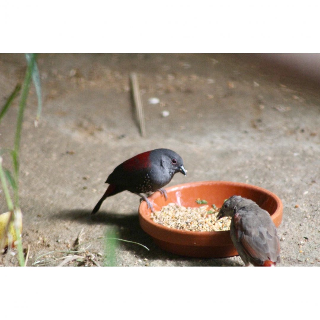 Red winged Pytilia and Dibowski’s Twinspot