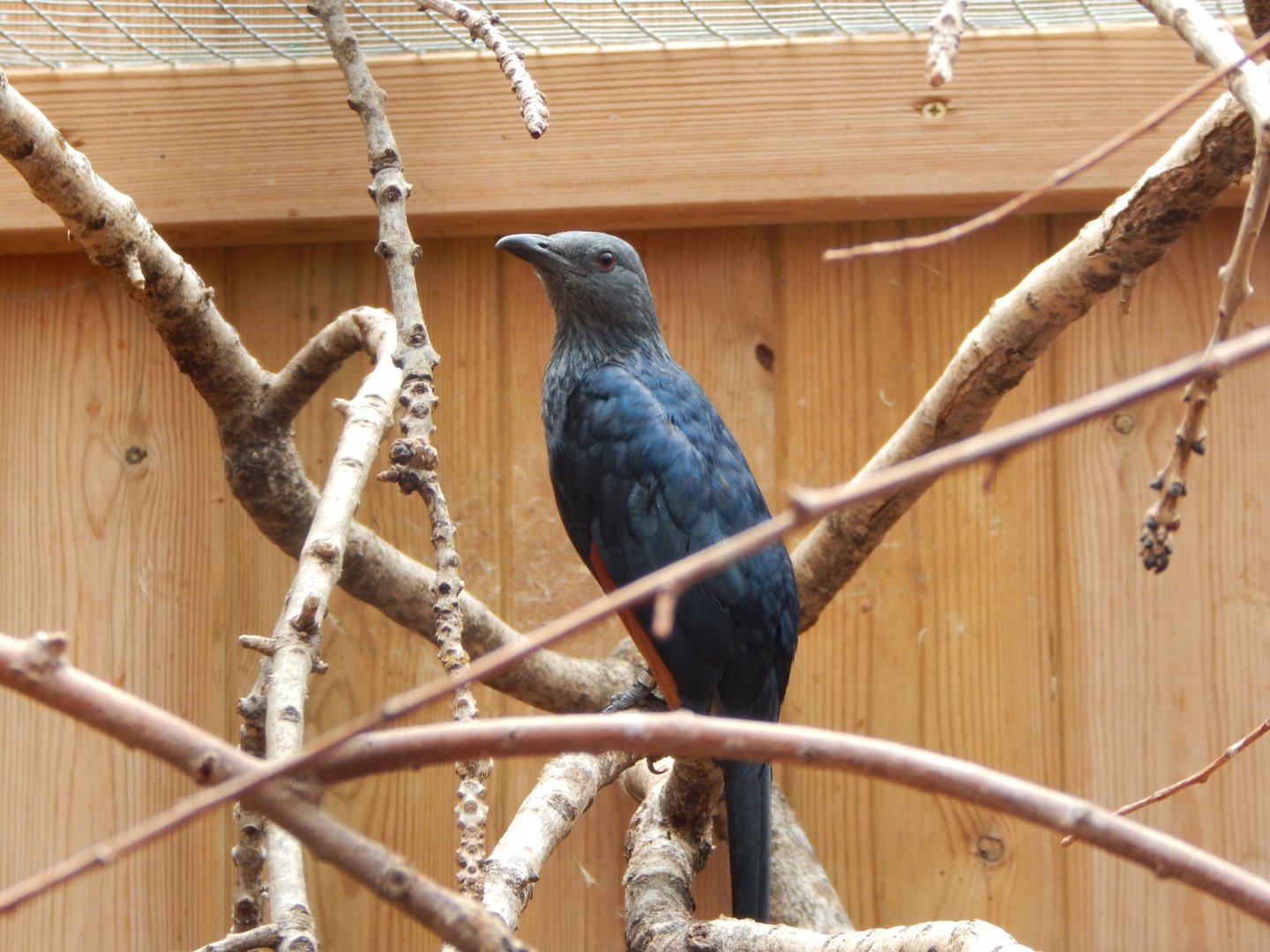 Red-winged starling 030821