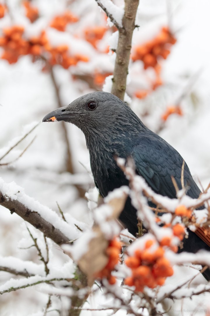 Red-winged Starling - 10/12/2017