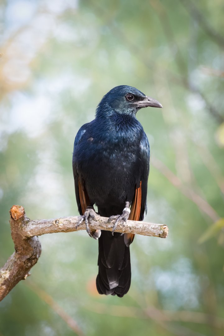 Red-winged Starling - 11/11/2016