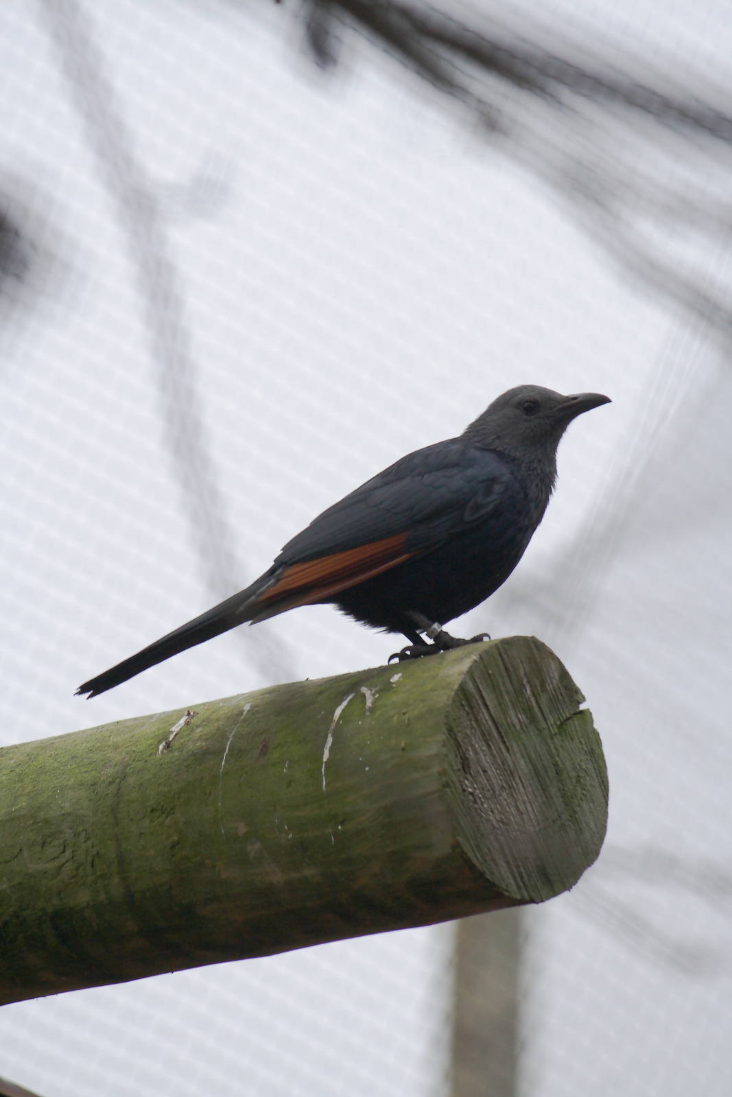 Red-winged starling, 20/11/11