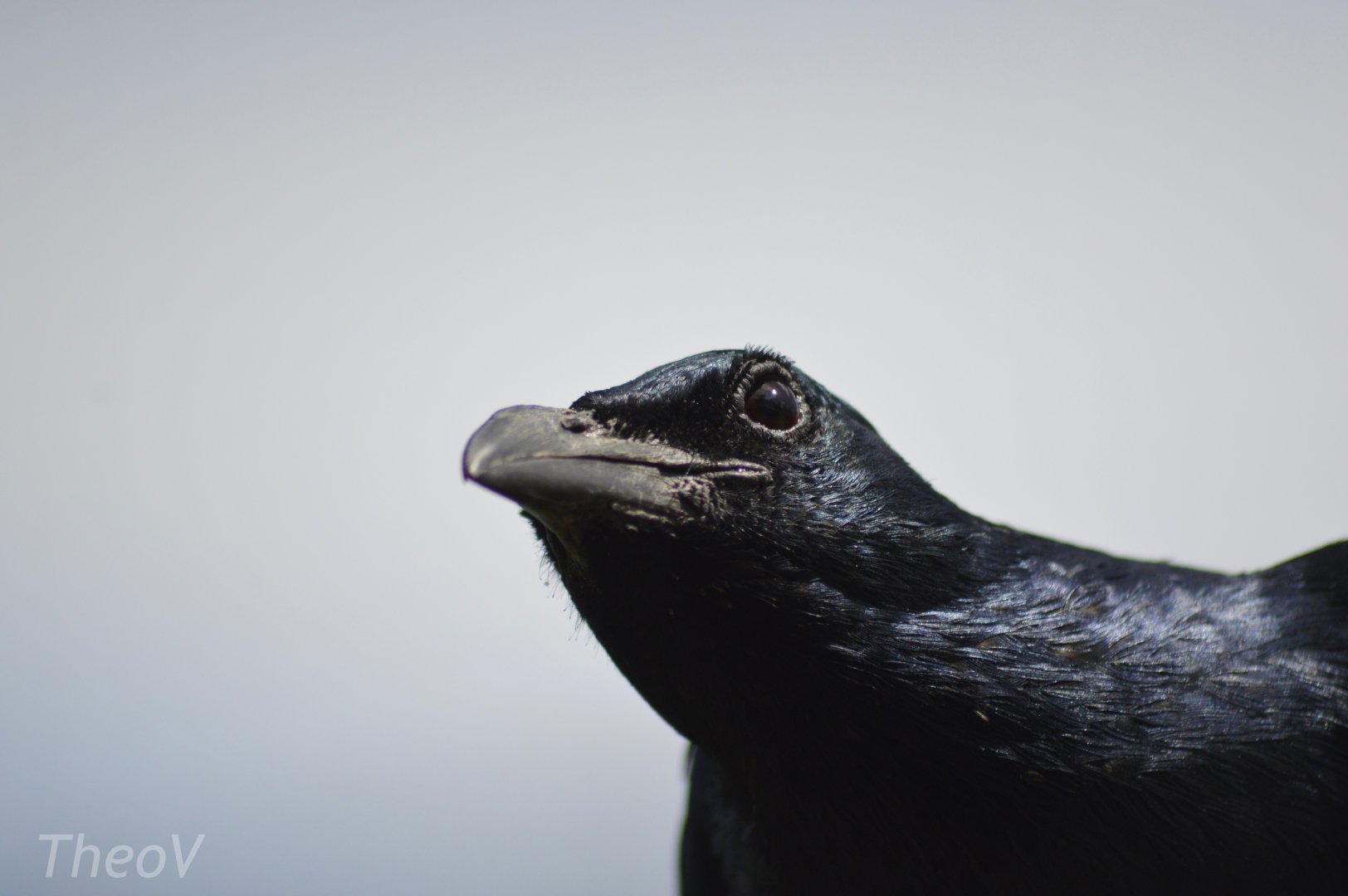 Red-winged starling [2019]