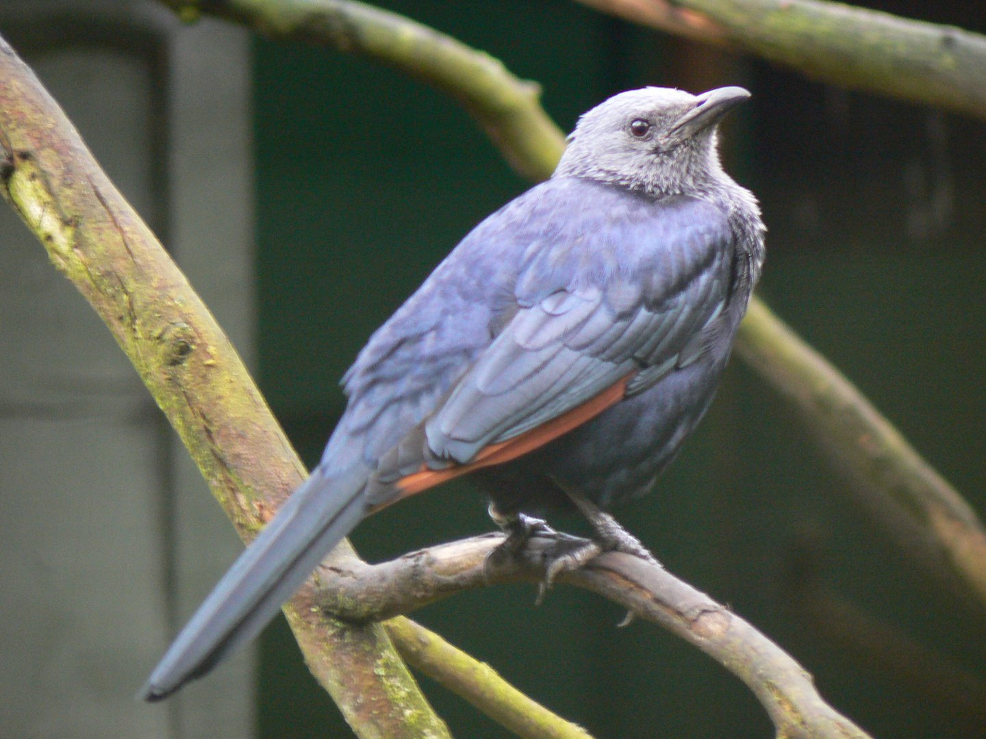 Red-winged Starling - 28 January 2017